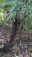Gymnosphaera podophylla