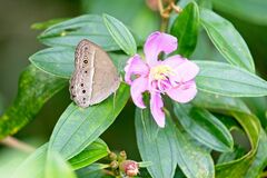 Mycalesis perseoides