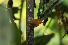 Troglodytes ochraceus