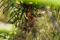 Troglodytes ochraceus