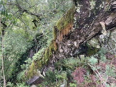 Afrocarpus falcatus