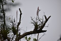 Tillandsia barclayana