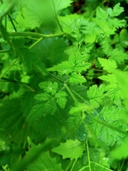 Chaerophyllum temulum