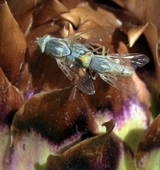 Diptera