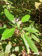 Chassalia curviflora