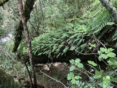Afrocarpus falcatus