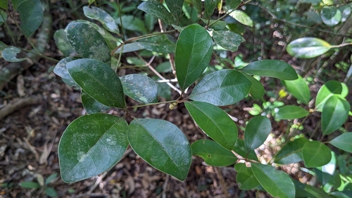 Neolitsea buisanensis, photograph 2