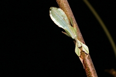 Cryptophyllium
