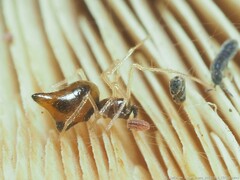 Coleosoma acutiventer