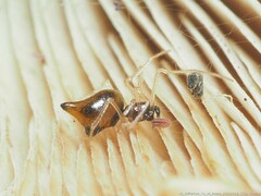 Coleosoma acutiventer