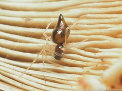 Coleosoma acutiventer