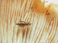 Coleosoma acutiventer