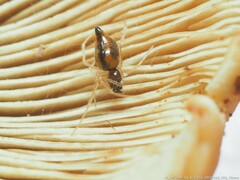 Coleosoma acutiventer