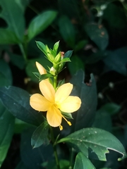 Barleria prionitis