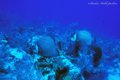 Pomacanthus arcuatus