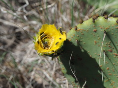 Acmaeodera
