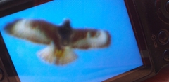 Buteo brachyurus