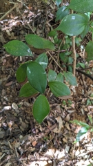Cinnamomum rigidissimum