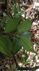 Cinnamomum rigidissimum, photograph Cheng-Te Hsu, CC BY, iNaturalist via GBIF