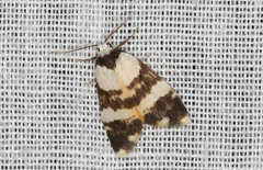 Thallarcha chrysochares