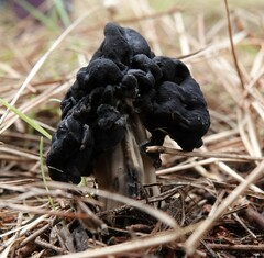 Helvella