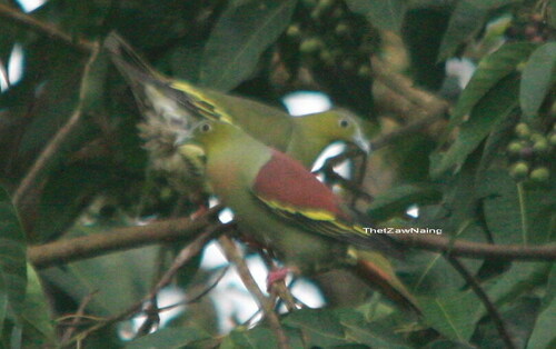 Treron phayrei phayrei