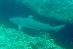 Carcharhinus melanopterus