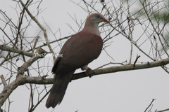 Ducula badia badia