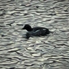 Bucephala clangula clangula