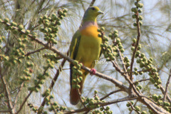 Treron bicinctus bicinctus