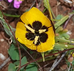 Hesperantha vaginata