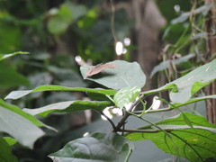 Tagiades japetus