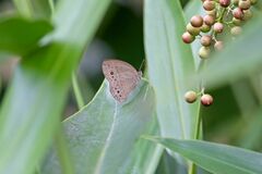 Mycalesis perseoides