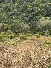 Bos gaurus