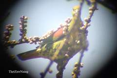 Treron sphenurus sphenurus