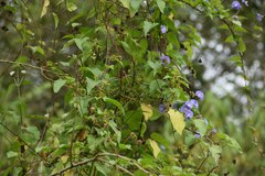 Jacquemontia pentanthos