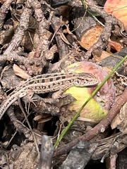 Lacerta agilis exigua