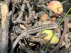 Lacerta agilis exigua