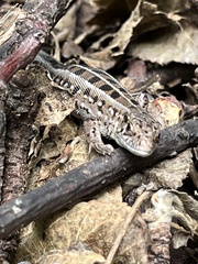 Lacerta agilis exigua