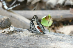 Charaxes castor