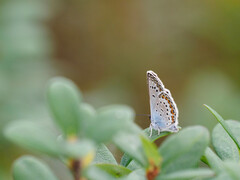 Plebejus argus