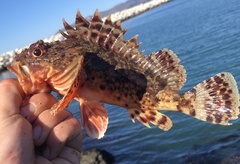 Scorpaena guttata