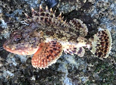 Scorpaena guttata