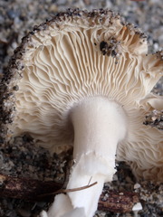 Amanita dunicola