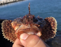 Scorpaena guttata