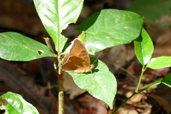 Euriphene plagiata