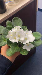 Streptocarpus ionanthus
