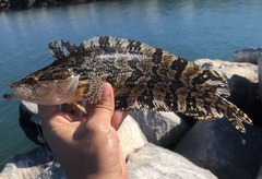 Heterostichus rostratus