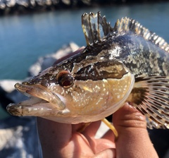 Heterostichus rostratus