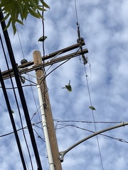 Amazona viridigenalis